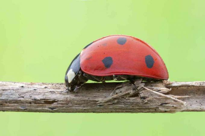 Coccinella a sette punti