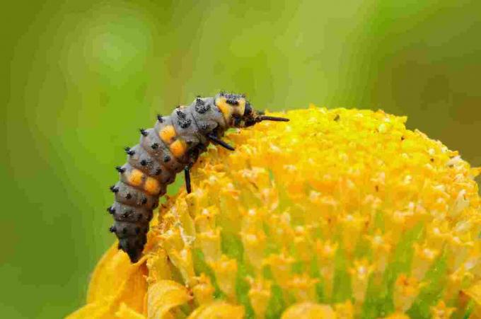 Chiuda in su della larva della coccinella su un fiore.