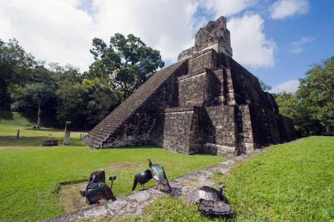 Tacchini ocellati (Agriocharis ocellata) a Tikal