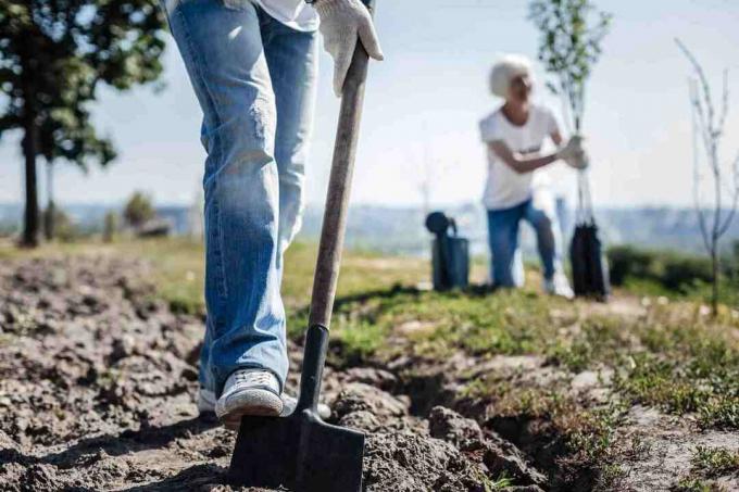 Uomo forte che tiene una vanga e che scava nel giardino mentre piantando un albero