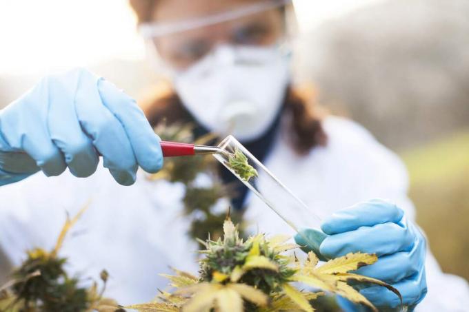 Preparare la medicina omeopatica dalla marijuana