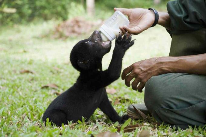 Cucciolo di orso bruno che beve da una bottiglia