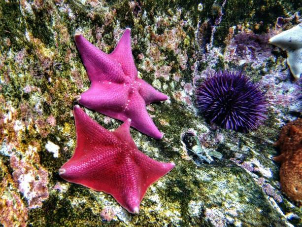 Echinodermi: stelle marine e ricci di mare viola