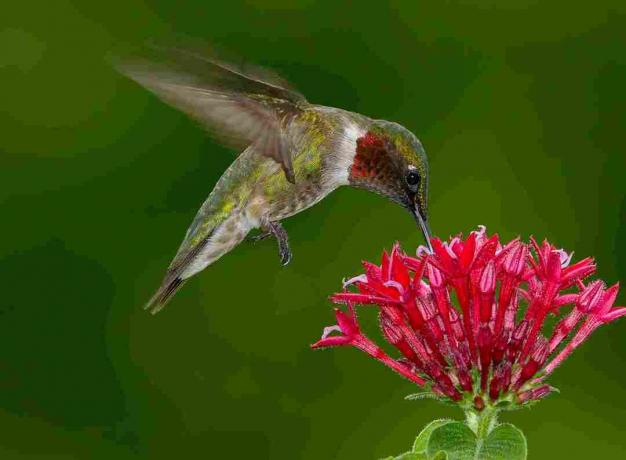 Un maschio Ruby-throat Hummingbird in volo in bilico e bere da un grappolo di piccoli fiori rossi su uno sfondo verde