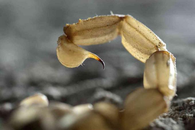 Primo piano di coda di scorpione.