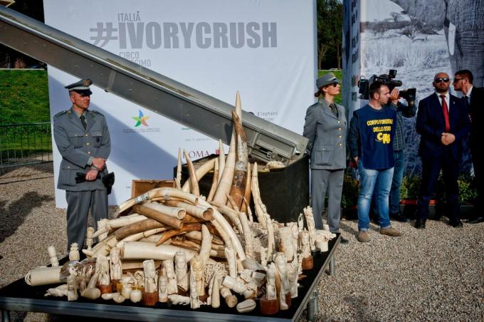 Una pila di sculture in avorio e avorio sono esposte prima della prima cotta pubblica in avorio nell'antico Circo Massimo di Roma il 31 marzo 2016 a Roma, Italia.