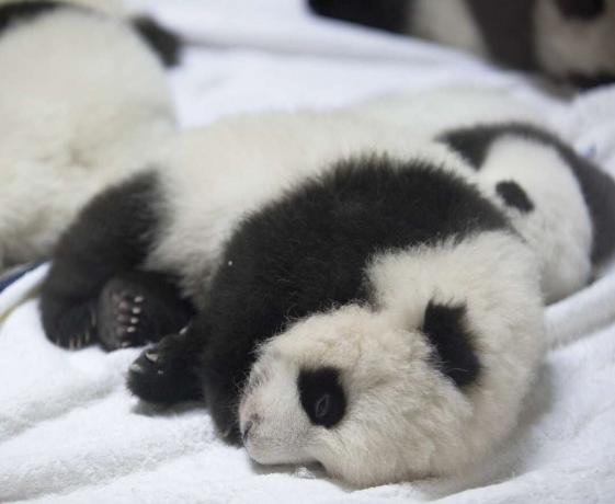 Panda gigante del bambino sveglio