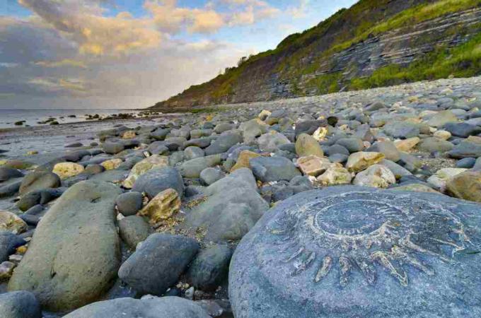 Regno Unito, Inghilterra, Dorset, Lyme Regis, Monmouth Beach, Ammonite Pavement, Large ammonite fossil