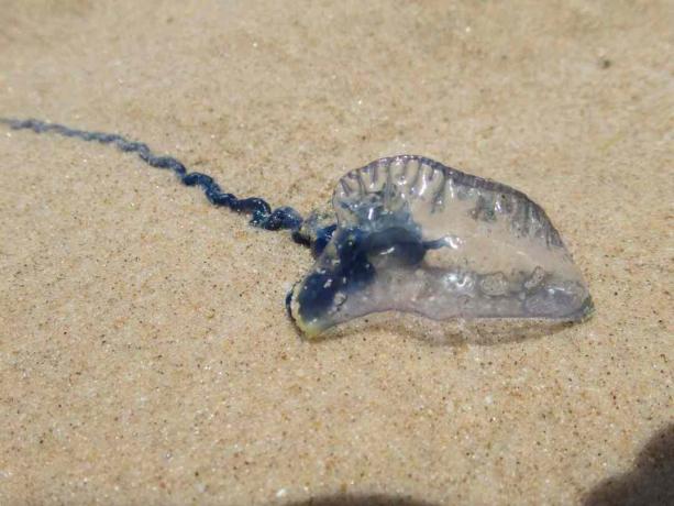 Bottiglia blu australiana su una spiaggia