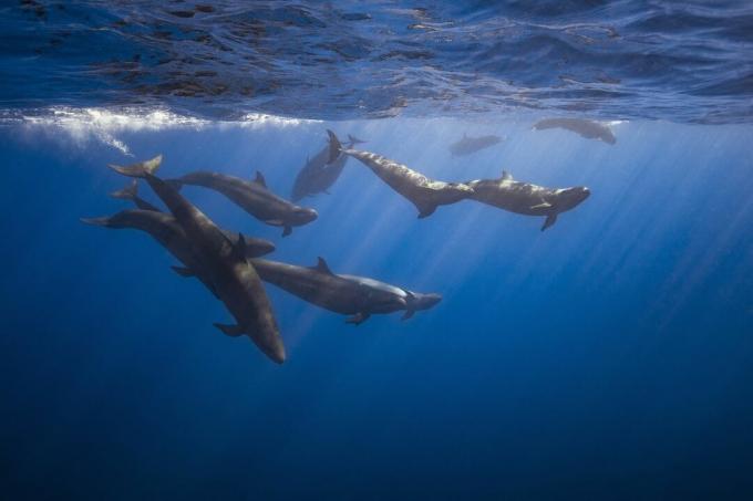 False Killer Whales