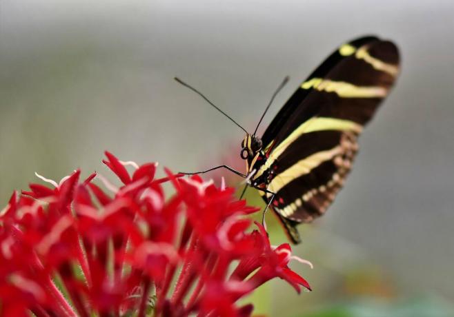 Chiuda in su di una farfalla che si siede su un fiore.