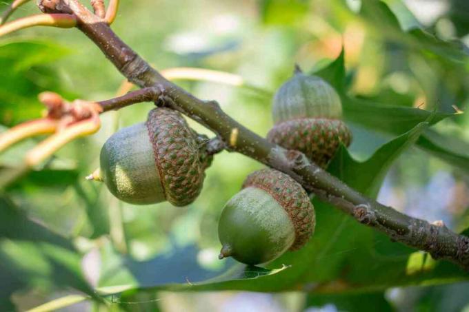 Tre noci di ghianda verdi sui rami di quercia dell'alloro