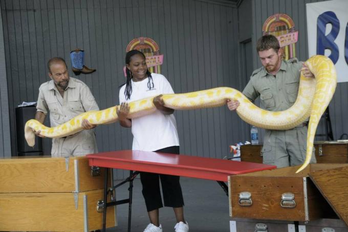 boa constrictor giallo