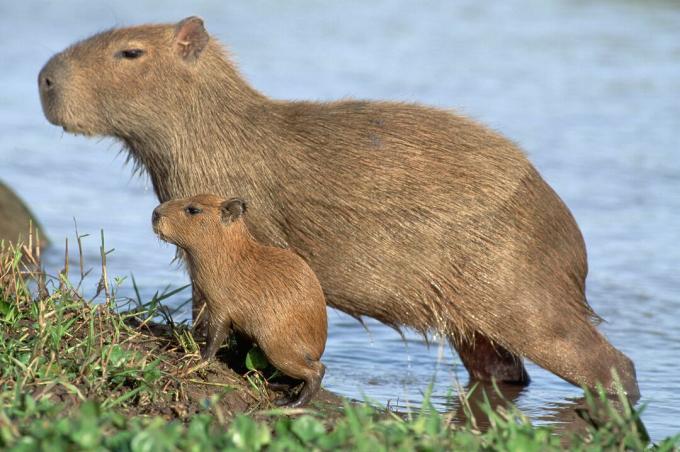 I giovani capibara sono versioni in miniatura dei loro genitori.