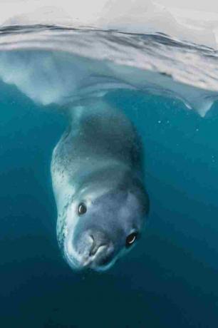 I maschi di foca leopardo sono appesi sotto il ghiaccio quando cantano.