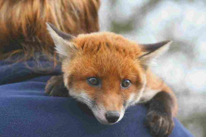 In alcuni luoghi è legale tenere una volpe rossa come animale domestico.