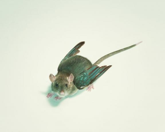 Ho il dottor Moreau. Quale scienziato pazzo sei?