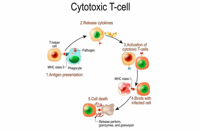 Attivazione delle cellule T.