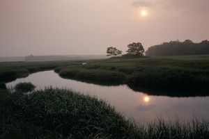 impostazione della natura della fauna selvatica