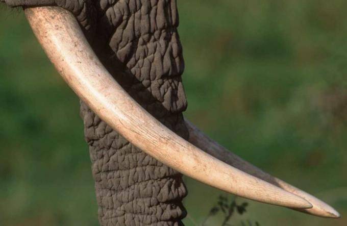 Gli elefanti africani sono le due specie di elefanti del genere Loxodonta, uno dei due generi esistenti in Elephantidae. Il bracconaggio ha ridotto significativamente la popolazione di Loxodonta in alcune regioni durante il 20 ° secolo.