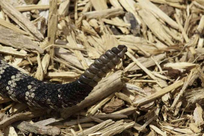 Sonaglio a sonagli Diamondback