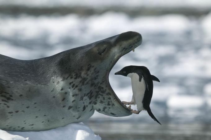 Le foche leopardo mangiano i pinguini.