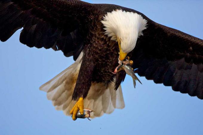 Aquila calva (Haliaeetus leucocephalus) volare e mangiare pesce, Homer, Alaska, USA