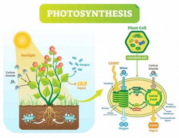 Diagramma della fotosintesi