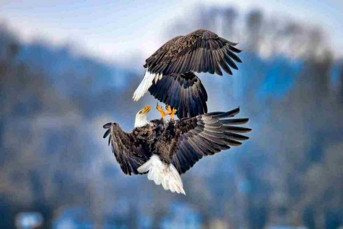 Durante il corteggiamento, l'aquila calva afferra il talon e la ruota dentata verso la superficie.