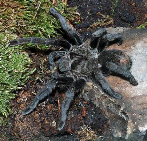 Tarantola nera brasiliana (Grammostola pulchra)