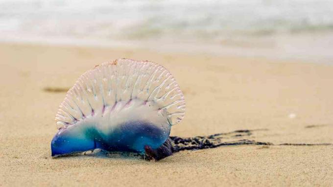 Man-of-war portoghese su una spiaggia