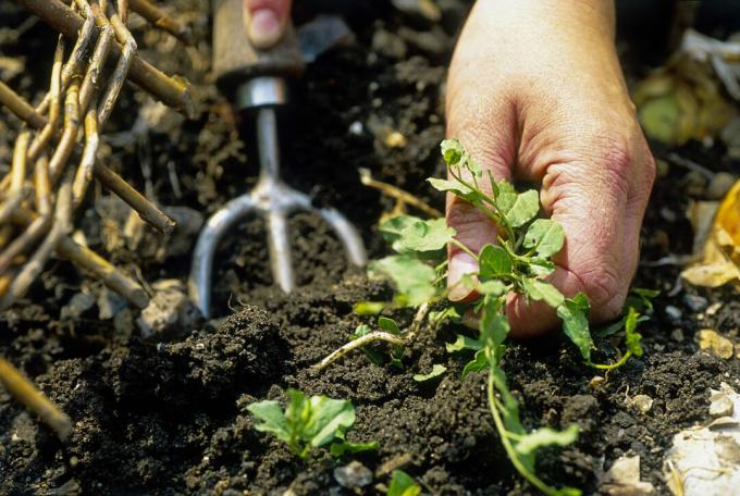 Person Weeding a Garden