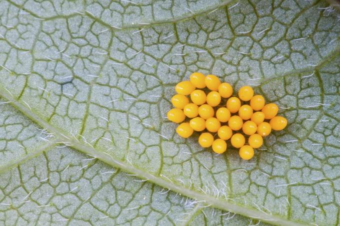 Chiuda in su delle uova della coccinella su un foglio.