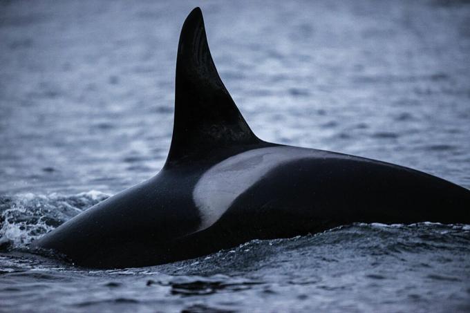 Parte posteriore di un'orca, che mostra la pinna dorsale e la marcatura della sella che possono essere utilizzate per identificare gli individui