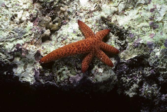 Le stelle marine rigenerano le braccia perse, ma sono invertebrati. Le salamandre si rigenerano, in più sono vertebrati (come gli umani).