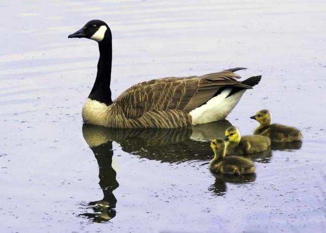 Oca e papere del Canada sull'acqua.