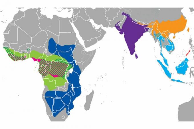 Distribuzione delle specie di pangolino.