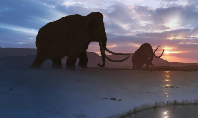 Artwork of the Tundra Mammoth