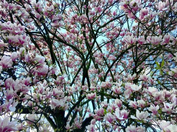 Albero Di Magnolia Coperto Di Fiori