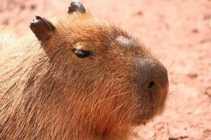 Il morillo è una caratteristica distintiva del volto di un capibara.