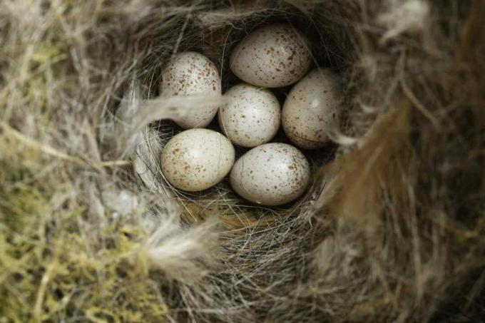 Nido e uova di una cinciarella (Cyanistes Caeruleus)