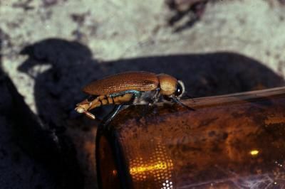 Un maschio scarabeo gioiello australiano tenta di accoppiarsi con una bottiglia di birra "tozza".