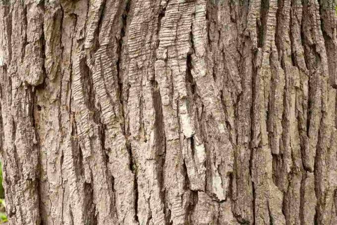 Corteccia di quercia bianca palude