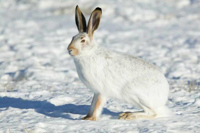 Jackrabbit dalla coda bianca con pelliccia invernale