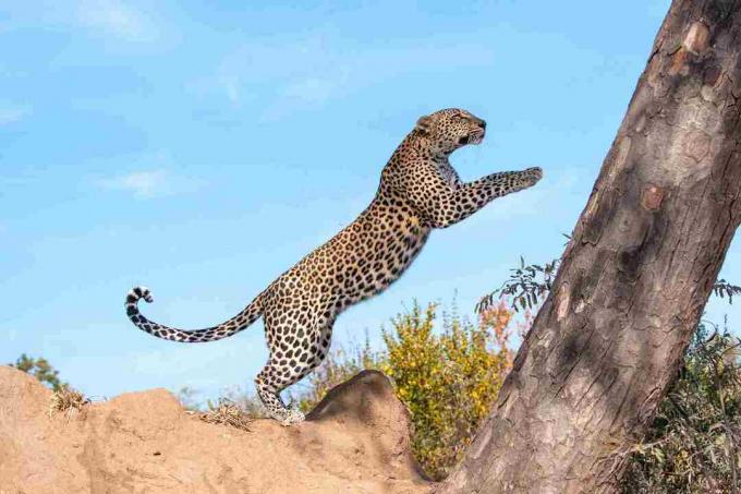 Leopardo volante