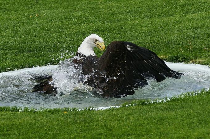 Nuoto aquila calva.