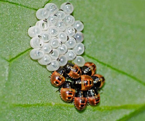 Larva di coccinella su foglia