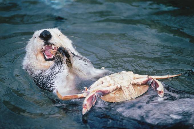 Lontra di mare che mangia un granchio
