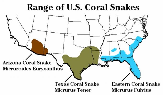 Specie di corallo serpente e gamma negli Stati Uniti