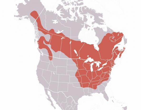 Distribuzione della marmotta